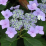 Hydrangea macrophylla 'Lace Cap'.png